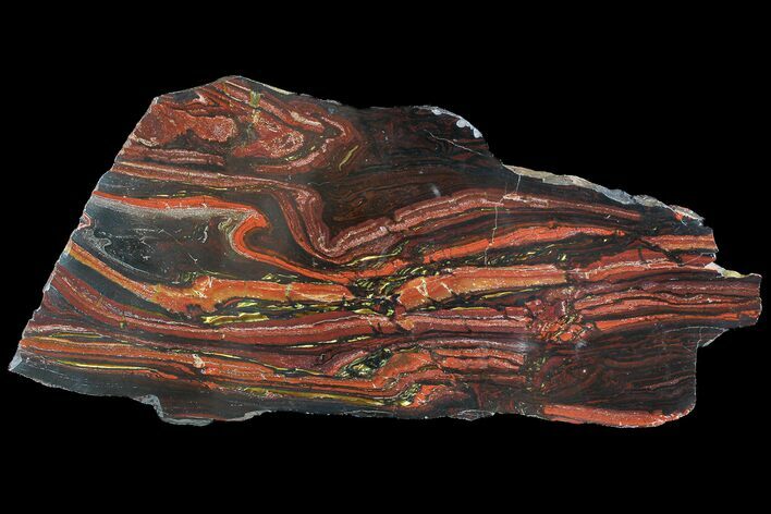 Polished Tiger Iron Stromatolite - ( Billion Years) #92976